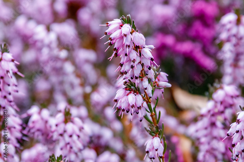 Quadro su tela Erica carnea ( winter heath, winter-flowering heather, spring alpine heath ) pink Flowers
