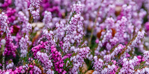 Erica carnea ( winter heath, winter-flowering heather, spring alpine heath ) pink Flowers. Flowering Erica carnea Ornamental plant. photo