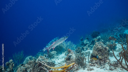 Barracuda swim in soft coral in coral reef of Caribbean Sea, Curacao