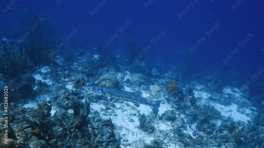 Barracuda swim in soft coral in coral reef of Caribbean Sea, Curacao