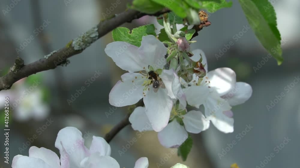 Honey bee pollinating apple tree blossom. Spring flowering and nature Honey bee pollinating apple tree blossom. Spring flowering and nature
