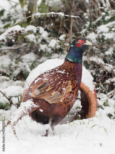 A male Pheasant (Phasianus colchicus) looking for food in the snow.