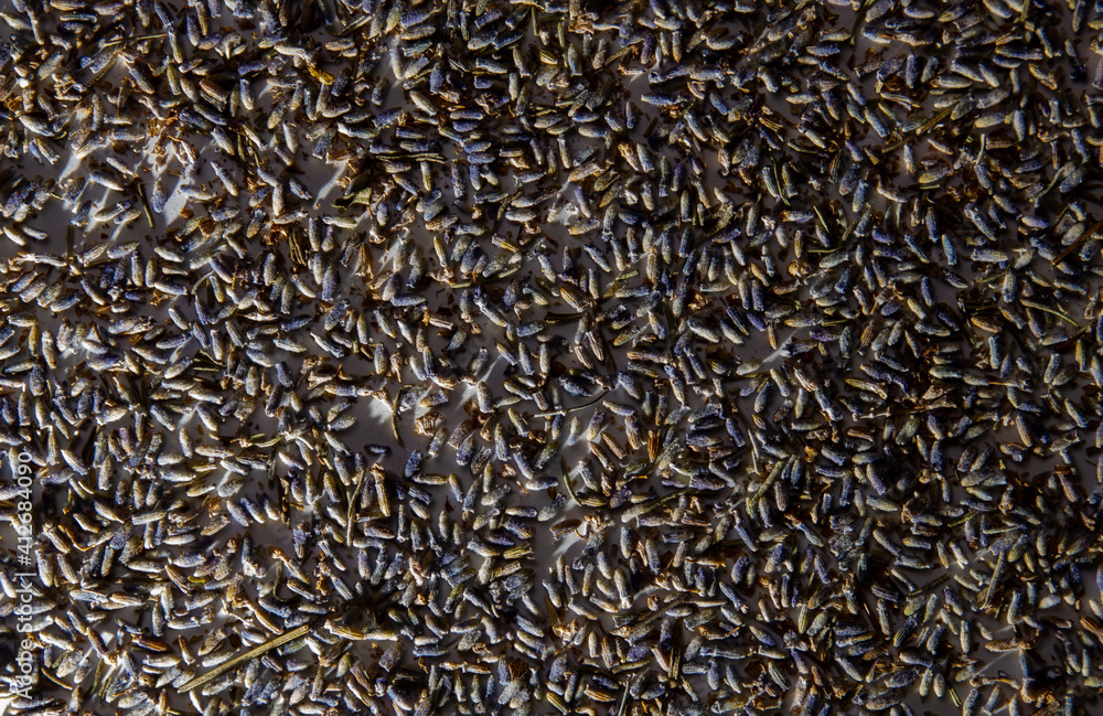 dried lavender seeds natural background dried lavender seeds natural background