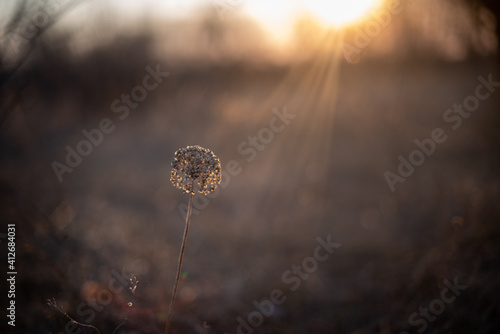 grass  in the forest at sunset
