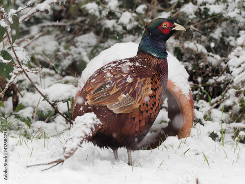 A male Pheasant (Phasianus colchicus) looking for food in the snow.