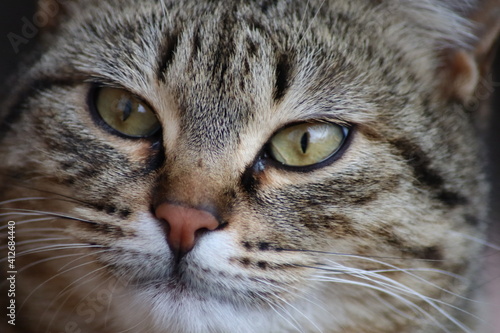 cat playing in the garden