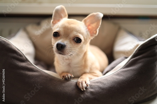 Wallpaper Mural Closeup portrait of small funny beige mini chihuahua dog, puppy Torontodigital.ca