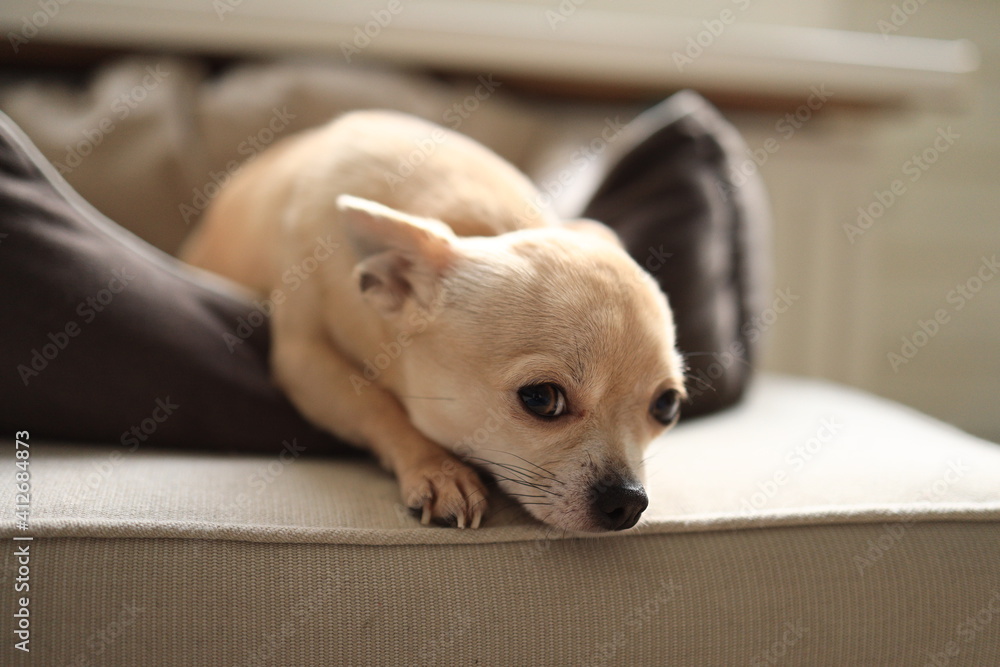Closeup portrait of small funny beige mini chihuahua dog, puppy