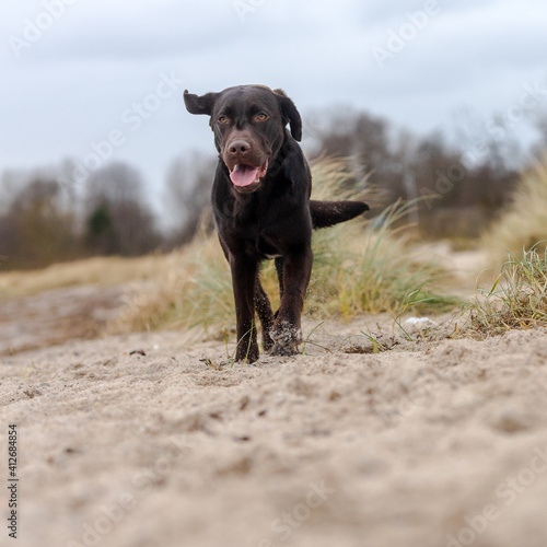Labrador Hund am Strand