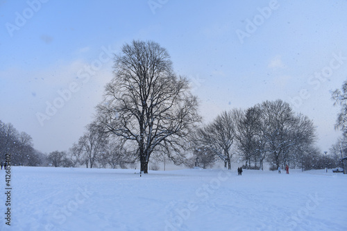 Winter snow tree in Stockholm Swden
