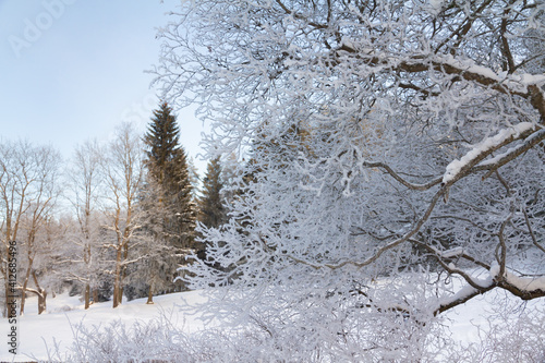 Evening in the winter park. Pavlovsk, the vicinity of St. Petersburg. Russia