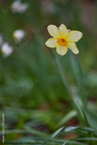 Yellow Daffodil (Narcissus) with blurred, green background