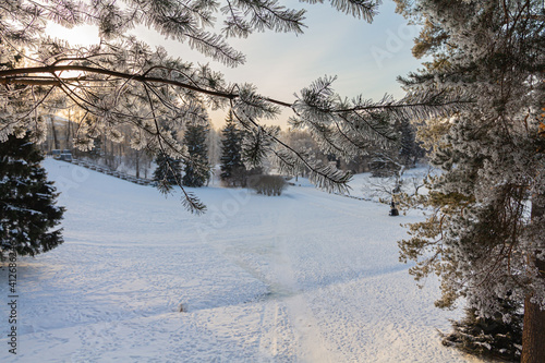 Evening in the winter park. Pavlovsk, the vicinity of St. Petersburg. Russia