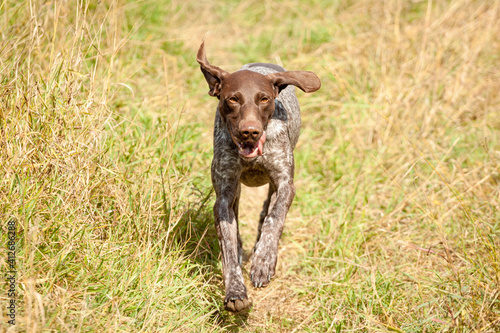 lovely german shorthaired pointer hunting dog running on a field