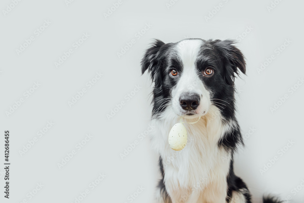 Happy Easter concept. Preparation for holiday. Cute puppy dog border collie holding Easter egg in mouth isolated on white background. Spring greeting card.