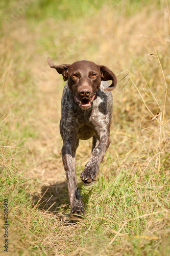 lovely german shorthaired pointer hunting dog running on a field