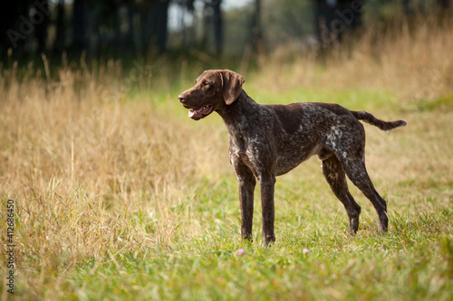 lovely german shorthaired pointer hunting dog standing on a field