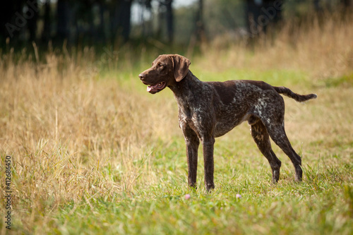 Foto lovely german shorthaired pointer hunting dog standing on a field