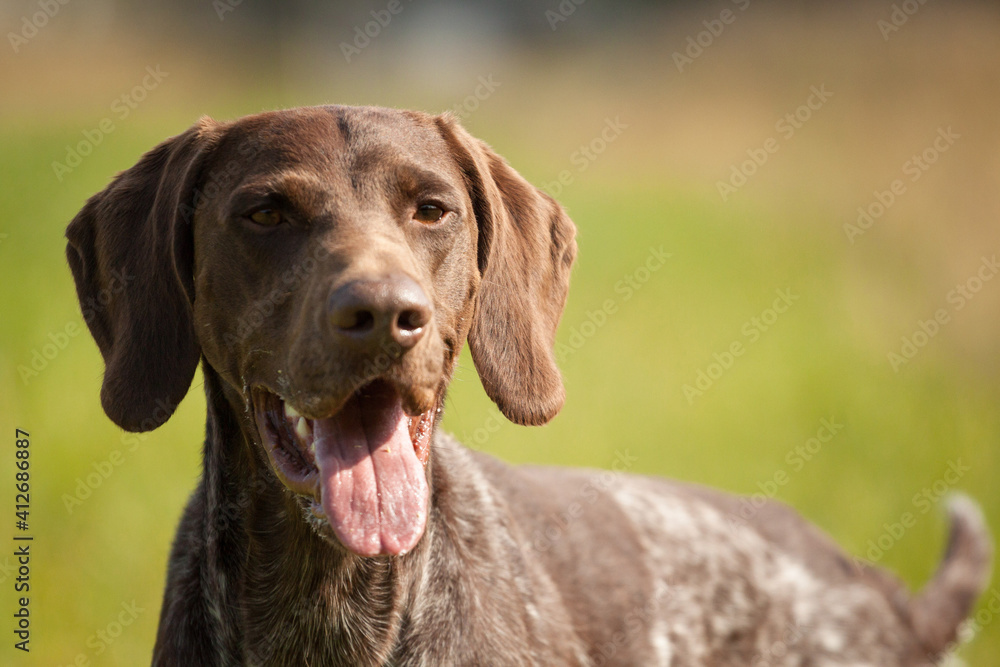 lovely german shorthaired pointer hunting dog close up portrait on a field