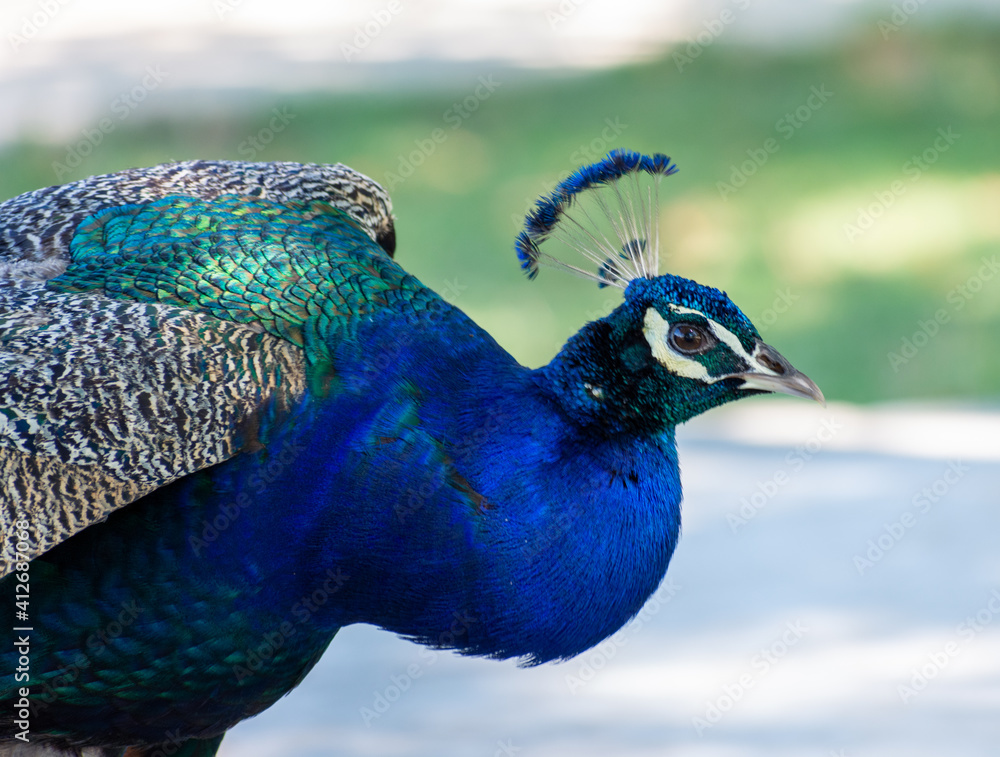 Fototapeta premium Male peacock closeup
