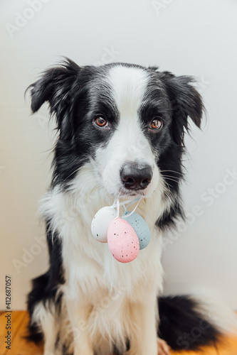 Happy Easter concept. Preparation for holiday. Cute puppy dog border collie holding Easter colorful eggs in mouth on white background at home. Spring greeting card. © Юлия Завалишина