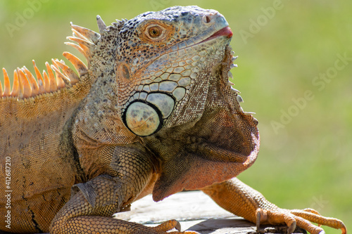 Common green iguana closeup
