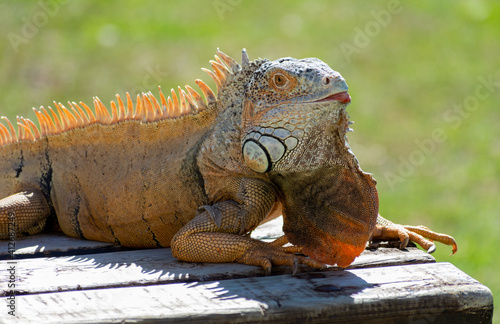 Common green iguana