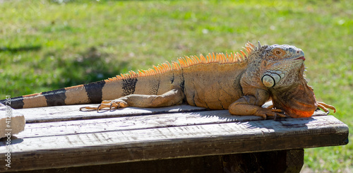 Common green iguana