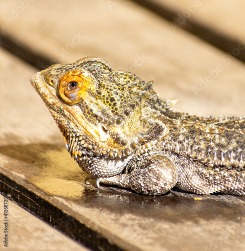 Bearded dragon closeup