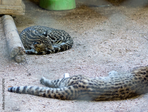 Geoffroy's cat