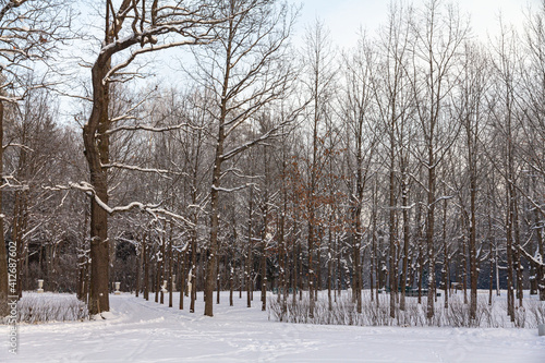 Evening in the winter park. Pavlovsk, the vicinity of St. Petersburg. Russia