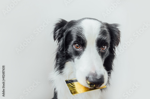 Cute puppy dog border collie holding gold bank credit card in mouth isolated on white background. Little dog with puppy eyes funny face waiting online sale  Shopping investment banking finance concept