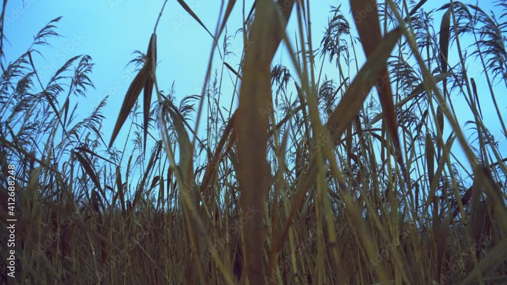 Reed sways in the wind Reed sways in the wind