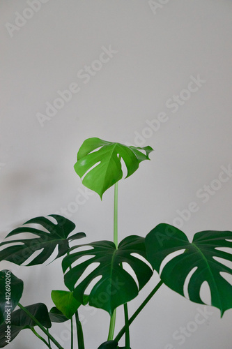 Beautiful Monstera Indoor House Plant Leaves With White Background. Light and dark green monstera leaves on indoor house plant. 