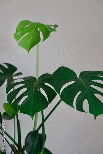 Beautiful Monstera Indoor House Plant Leaves With White Background. Light and dark green monstera leaves on indoor house plant. 