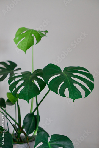 Beautiful Monstera Indoor House Plant Leaves With White Background. Light and dark green monstera leaves on indoor house plant. 