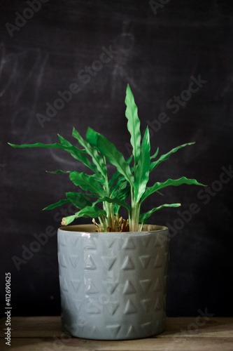 Indoor house plant with black background. Closeup of gorgeous jungle green house plant. 