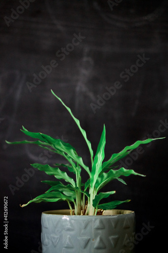 Indoor house plant with black background. Closeup of gorgeous jungle green house plant. 