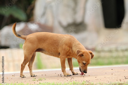 Dog walking on the ground.