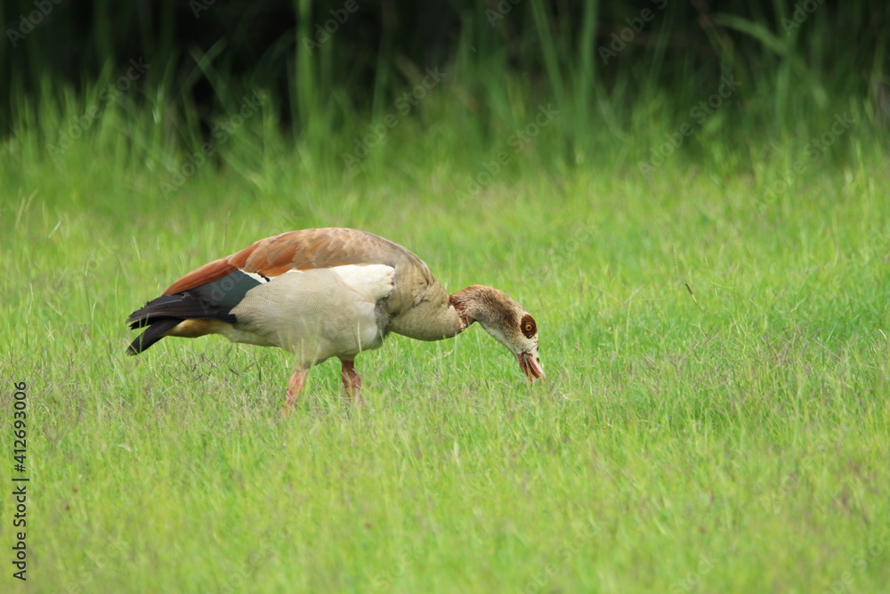 Egyptian goose standing in the grass. Egyptian goose standing in the grass.