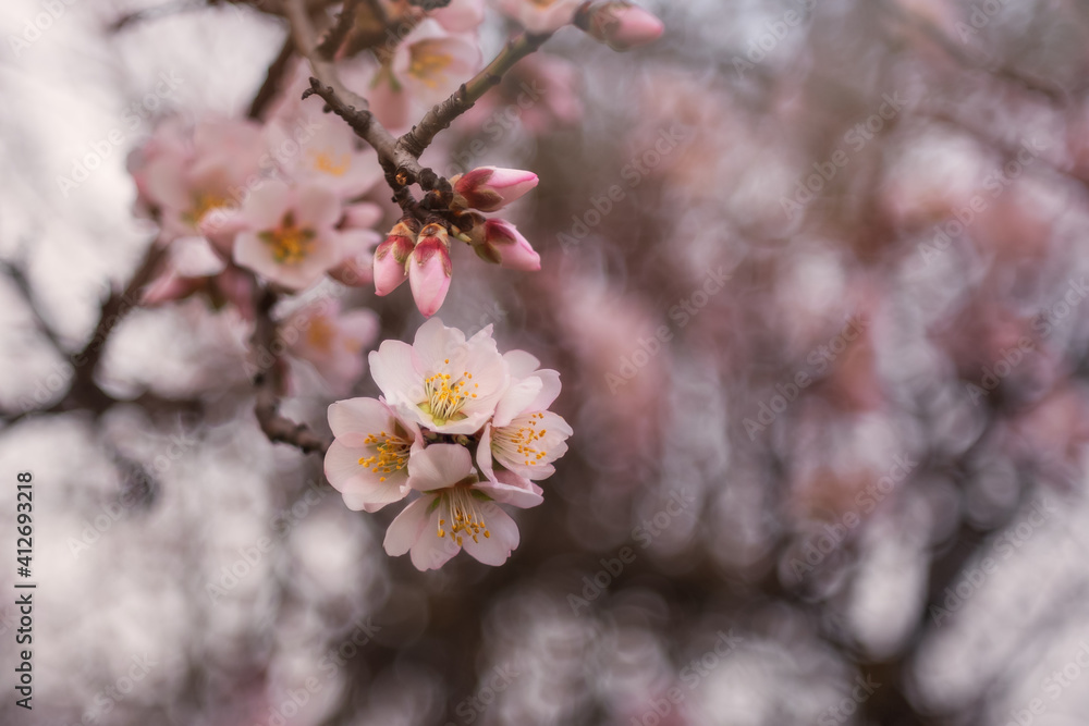 Almond flowers close up on a blurry background with a copy of the space. Space for your text. Spring background. Almond flowers close up on a blurry background with a copy of the space. Space for your text. Spring background.