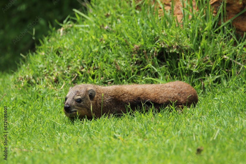 Fototapeta premium Rock hyrax lying on the grass.