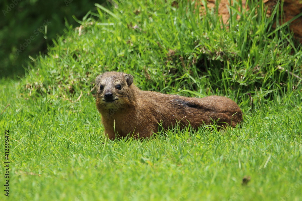 Fototapeta premium Rock hyrax lying on the grass.