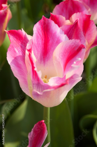 groupd pink tulip flowers in garden.
