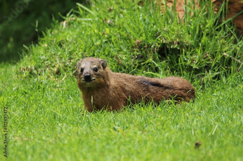 Rock hyrax lying on the grass.