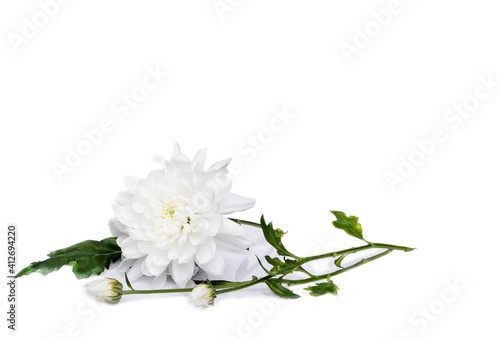 Fototapeta Naklejka Na Ścianę i Meble -  white chrysanthemum on white background. white chrysanthemum on white background..