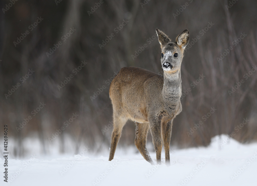 Roe deer female ( Capreolus capreolus )
