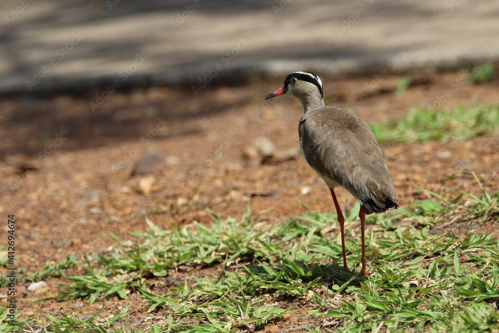 Fototapeta premium Crowned plover standing in the grass.