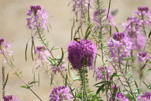 Nevada WildFlowers