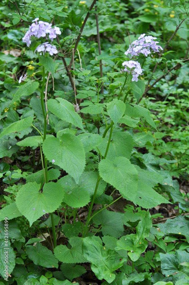 Lunaria rediviva blooms in the forest in spring Lunaria rediviva blooms in the forest in spring